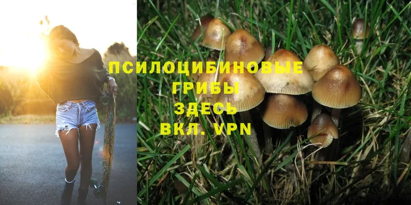 Галлюциногенные грибы Psilocybine cubensis  наркотики  Верхняя Пышма 